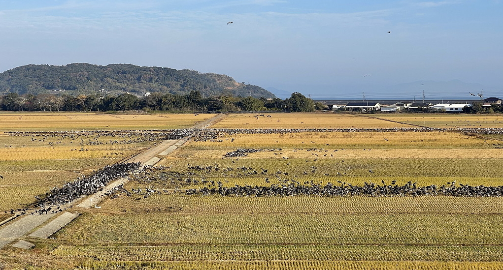Cranes gather on fallow farmland during winter © Mark Brazil